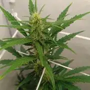 Low Budget Setup Test