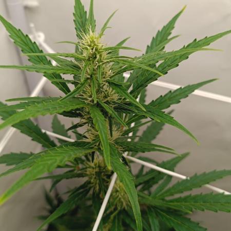 Low Budget Setup Test