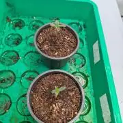 Grow Nr.4