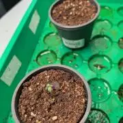 Grow Nr.4