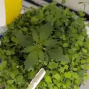 Low Budget Setup Test