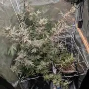 Grow Nr.2