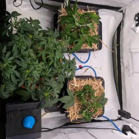 Grow Nr.4