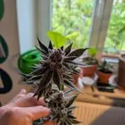 Grow Nr.2