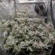 Grow Nr.2