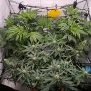 Grow Nr.4