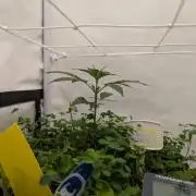 Low Budget Setup Test