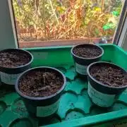 Grow Nr.4