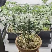 Grow Nr.4