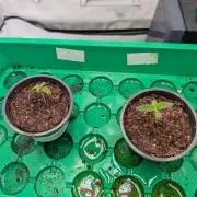 Grow Nr.4