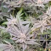 Grow Nr.2