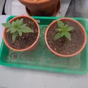 Grow Nr.4