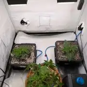 Grow Nr.4