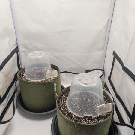 Low Budget Setup Test