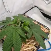 Grow Nr.4