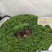 Low Budget Setup Test