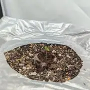 Low Budget Setup Test