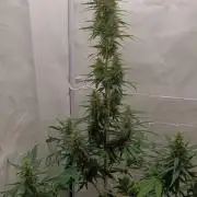 Low Budget Setup Test