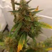 Low Budget Setup Test