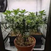 Grow Nr.4