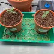 Grow Nr.4