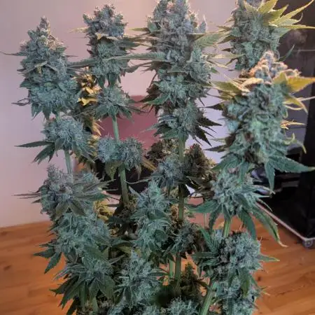 Fesi´s erster Grow