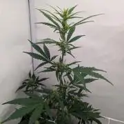 Low Budget Setup Test