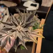 Grow Nr.2