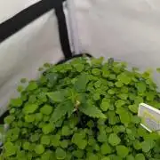 Low Budget Setup Test