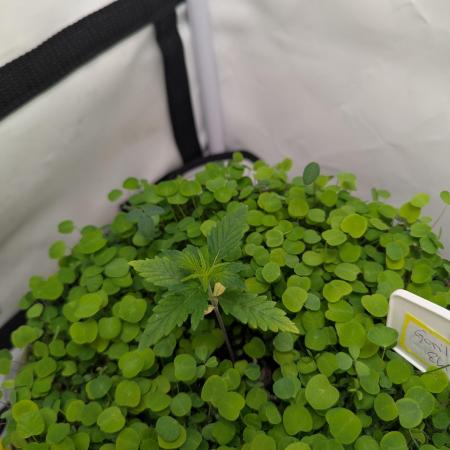 Low Budget Setup Test