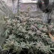 Grow Nr.2