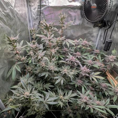 Grow Nr.2