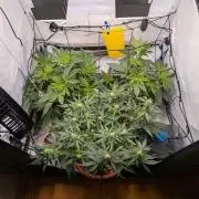 Grow Nr.4
