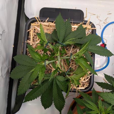 Grow Nr.4