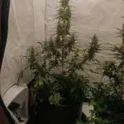 Low Budget Setup Test