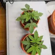 Grow Nr.4