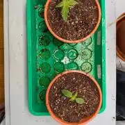 Grow Nr.4