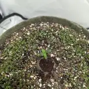 Low Budget Setup Test