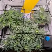 Grow Nr.4