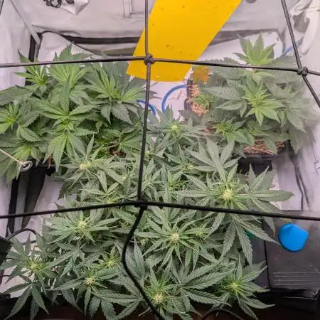 Grow Nr.4