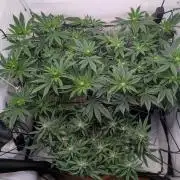 Grow Nr.4