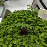 Low Budget Setup Test