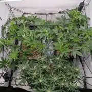 Grow Nr.4
