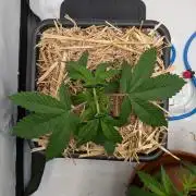 Grow Nr.4