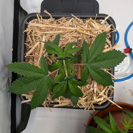 Grow Nr.4