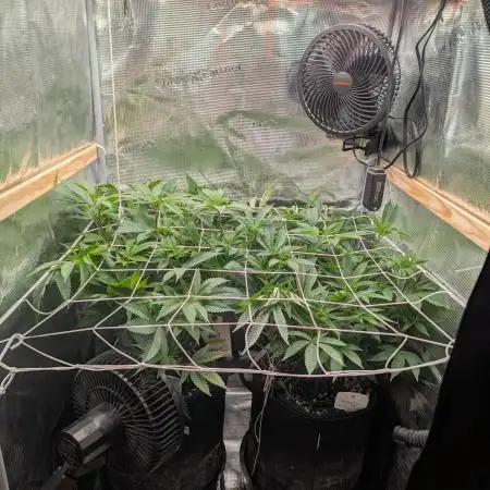 Grow Nr.2