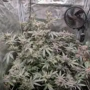 Grow Nr.2