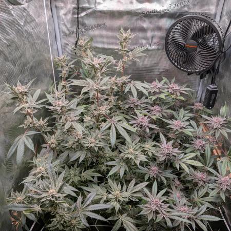 Grow Nr.2