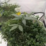 Low Budget Setup Test