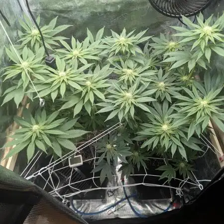 Fesi´s erster Grow